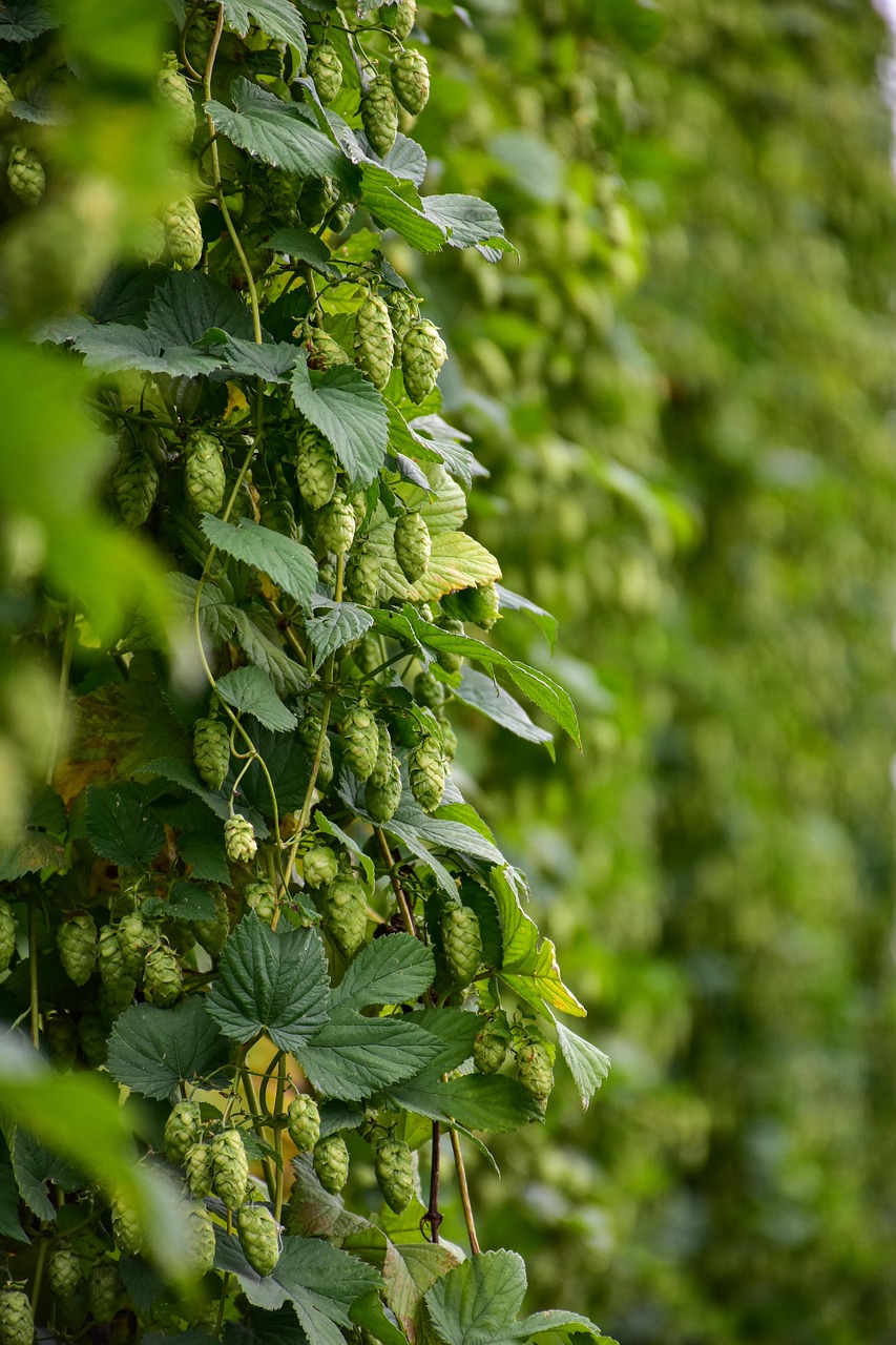 Боб Марли и семена конопли культурное и духовное значение