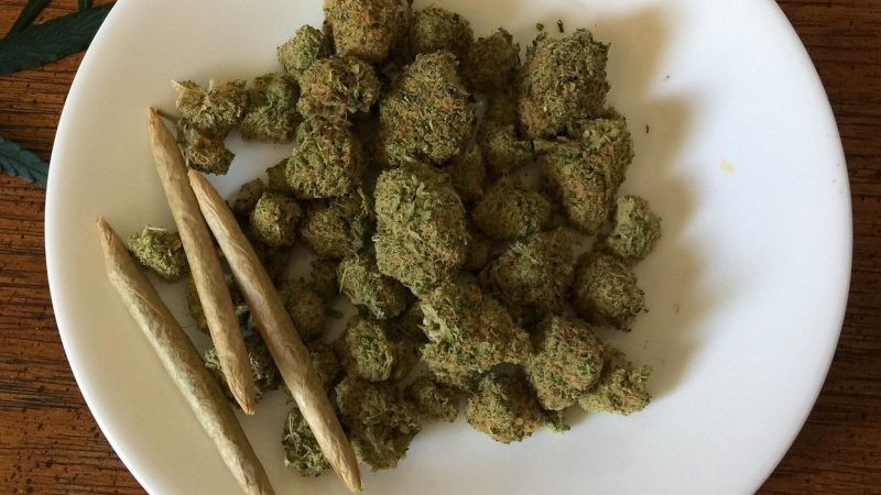 Рост семян конопли стадии и уход за растениями