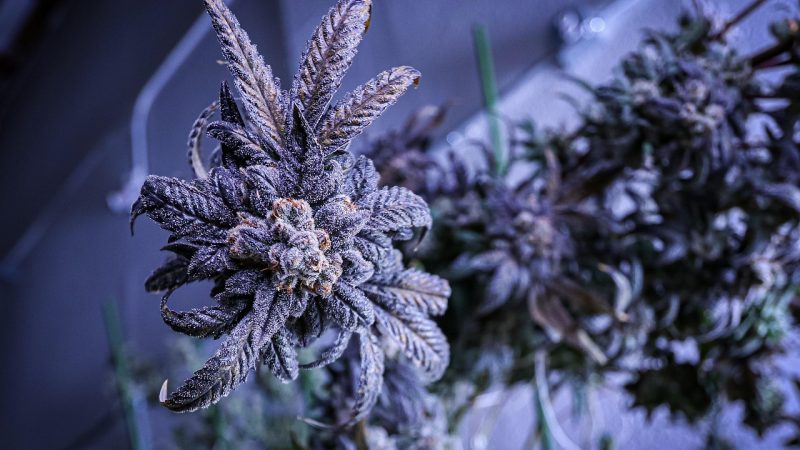 Полезные свойства конопляных семян