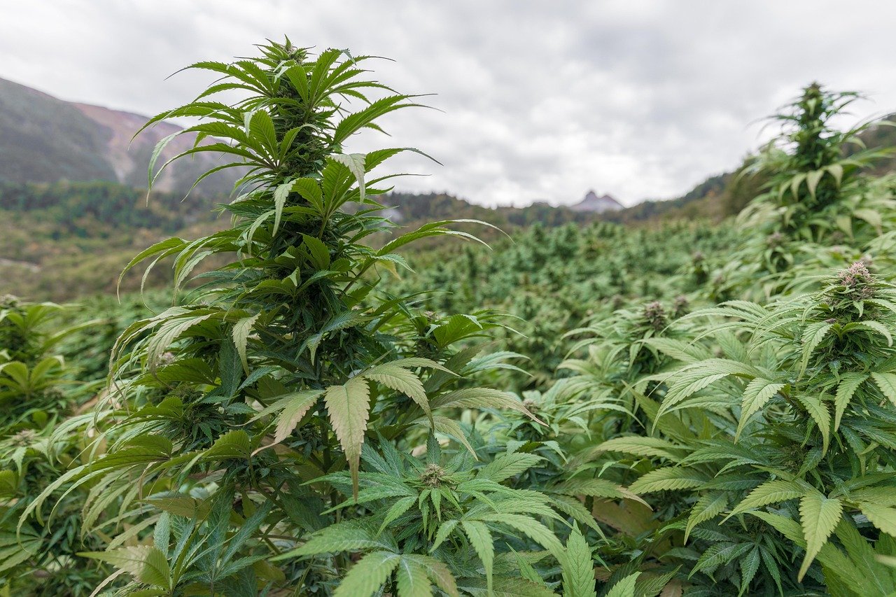 Преимущества и особенности покупки семян конопли с высоким содержанием ТГК
