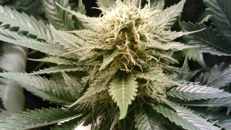 Где купить дешевые семена конопли и как за ними ухаживать