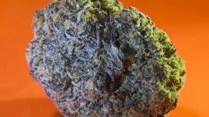 Выращивание семян конопли в домашних условиях