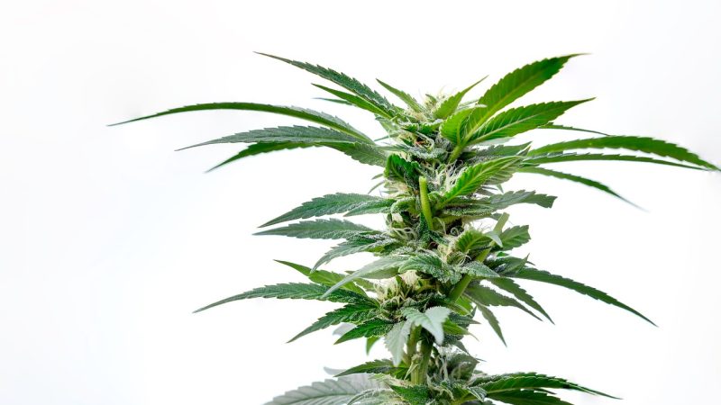 Шоколад с семенами конопли сочетание вкуса и пользы