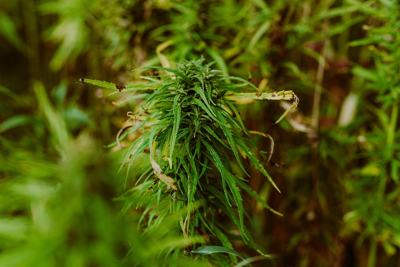 Почему не всходят семена конопли и как повысить шансы на прорастание