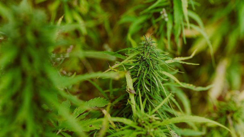 Семена конопли Auto Guerrilla feminised от RuSeeds