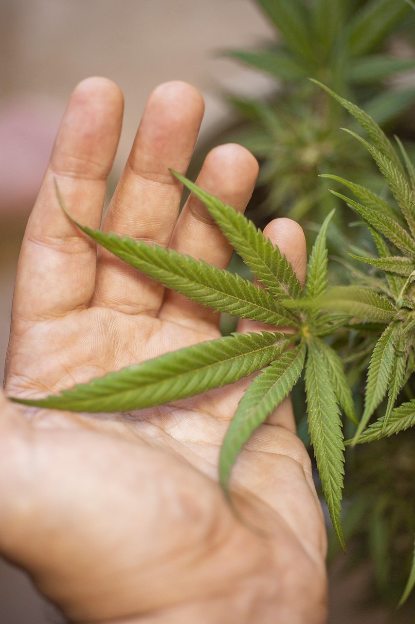 Семена конопли Auto Somango x Blueberry feminised от Ganja Seeds