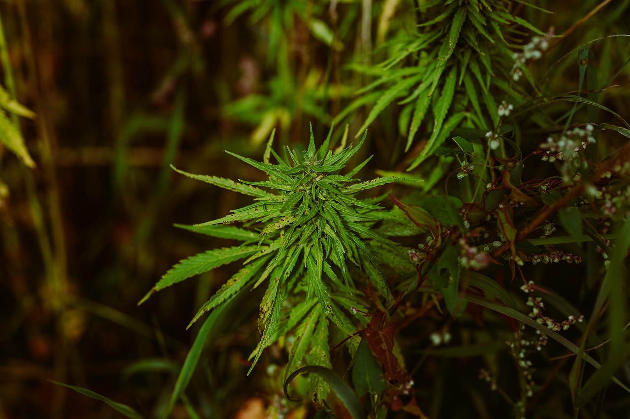 Пищевые семена конопли полезные свойства и применение