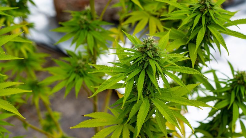 Семена канабиса и их применение