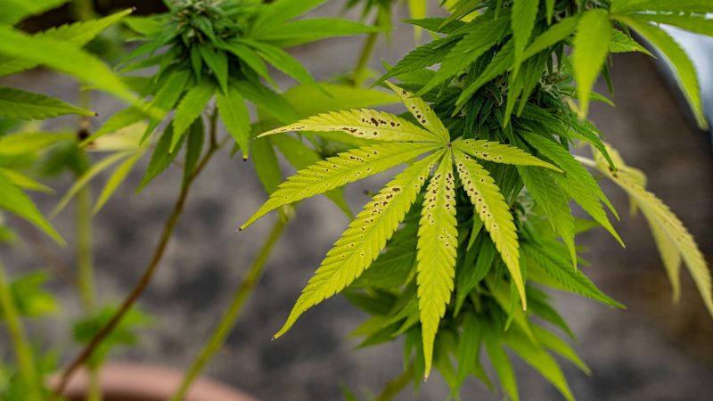 Семена конопли Auto Somango feminised от Advanced Seeds